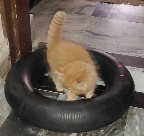 45 Days Persian Male kitten Available for Sale