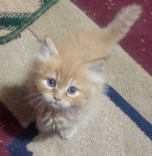 45 Days Persian Male kitten Available for Sale