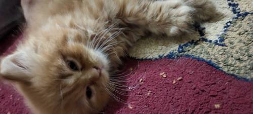 45 Days Persian Male kitten Available for Sale