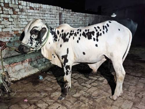 بچھڑا چولستانی 