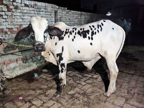 بچھڑا چولستانی 