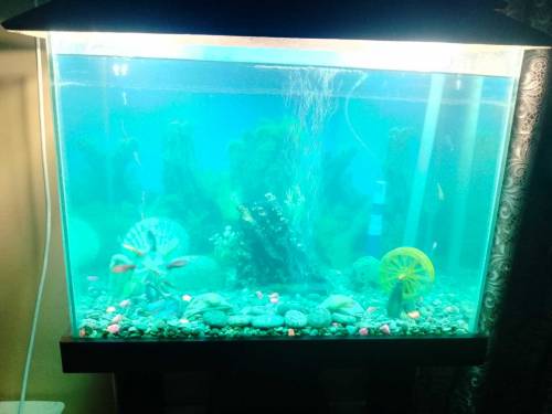 EQUARIUM