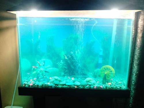 EQUARIUM
