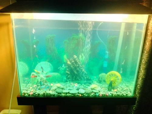 EQUARIUM