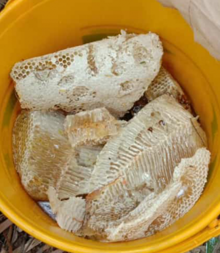Rial and Pure Honey