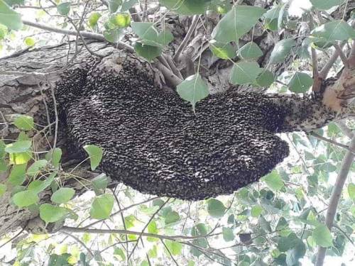 Rial and Pure Honey