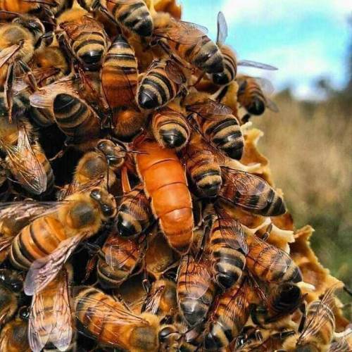 Rial and Pure Honey