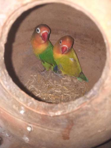 love bird for sale 
