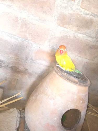 love bird for sale 