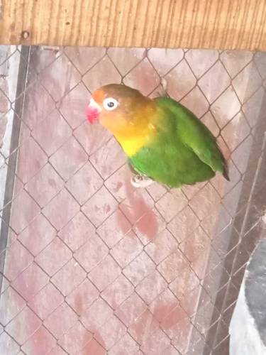 love bird for sale 