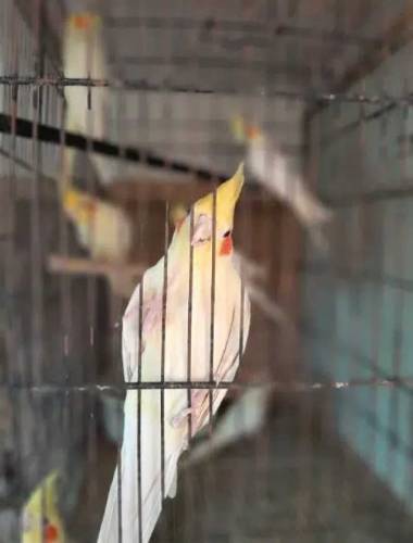 breeder cocatils