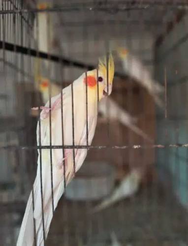 breeder cocatils