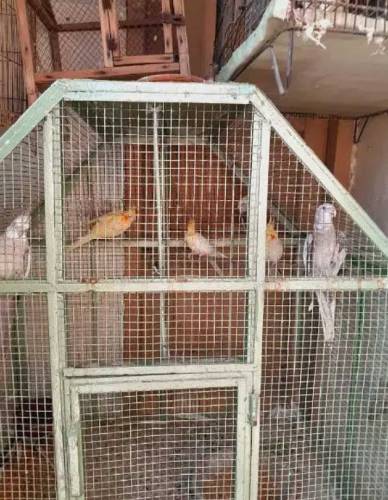 breeder cocatils