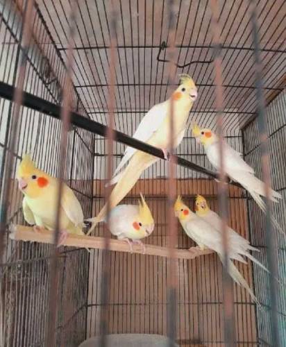 breeder cocatils
