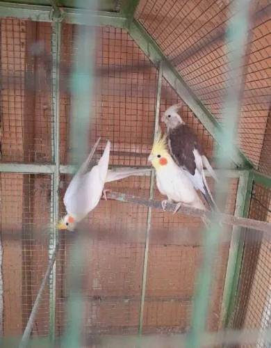 breeder cocatils