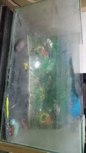 aquarium 