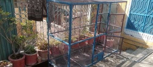 Bird's Cage