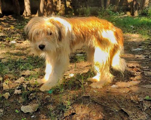 puppy londen breed tibetan terrier sell urgent 