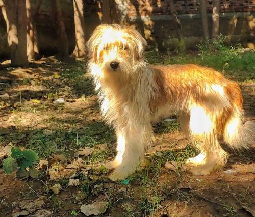 puppy londen breed tibetan terrier sell urgent 