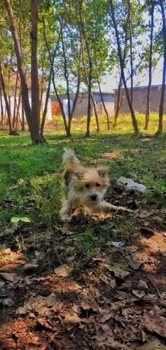puppy londen breed tibetan terrier sell urgent 