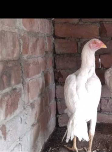 Aseel hen 