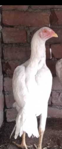 Aseel hen 