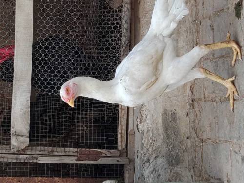 Aseel hen 