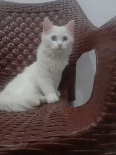 Rasion blue ayes cat 