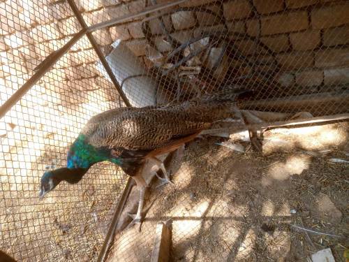 peacock pair