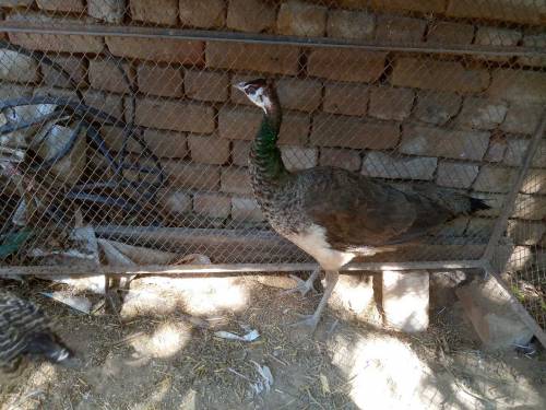 peacock pair