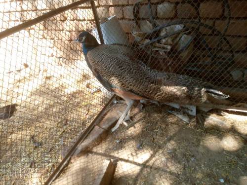 peacock pair