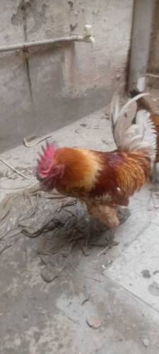 murga aor murgi 