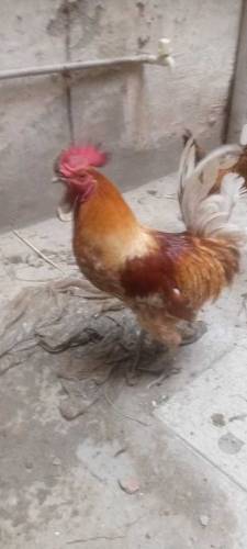 murga aor murgi 