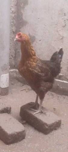 murga aor murgi 