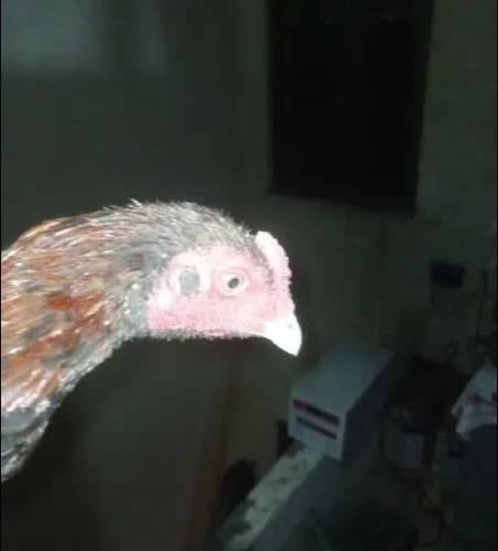 aseel patha mainwali for sell 