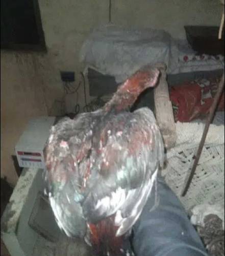 aseel patha mainwali for sell 