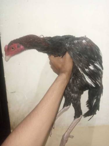 aseel patha mainwali for sell 