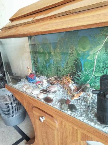 aquarium 