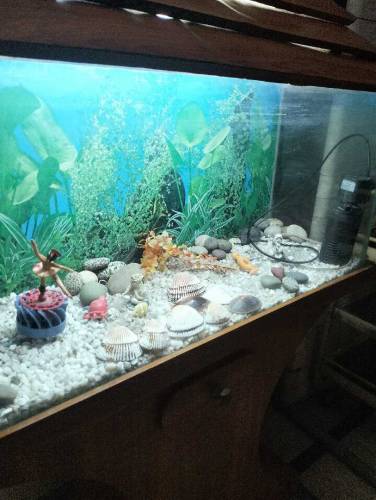 aquarium 