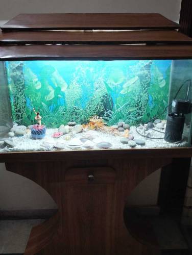 aquarium 