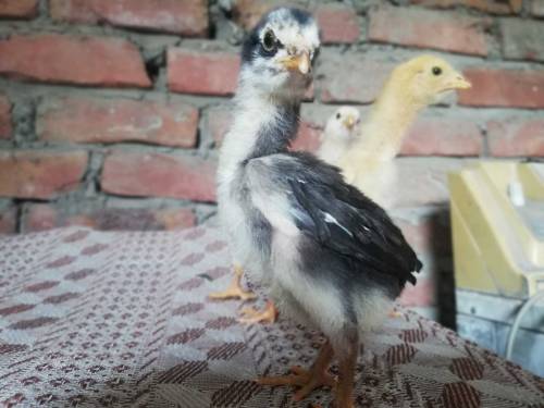 Thai aseel chicks