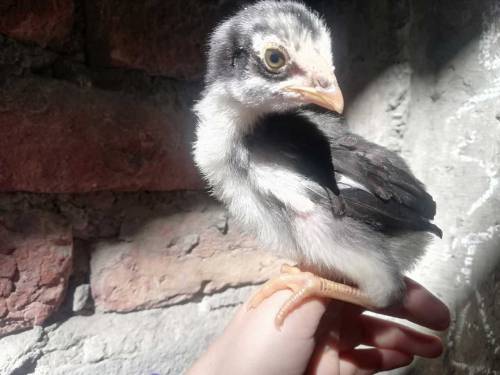 Thai aseel chicks