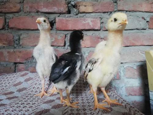 Thai aseel chicks