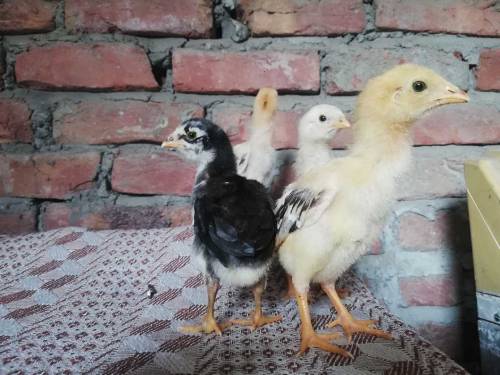 Thai aseel chicks