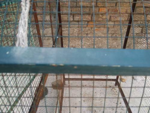 cage for sale 