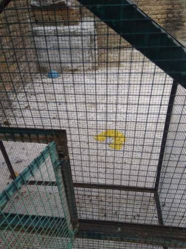 cage for sale 