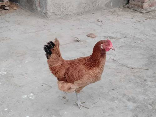 One cock and two hens 