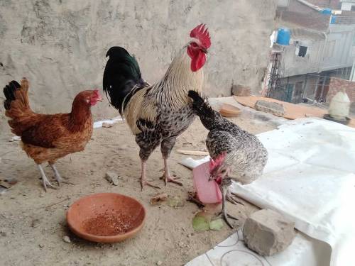 One cock and two hens 
