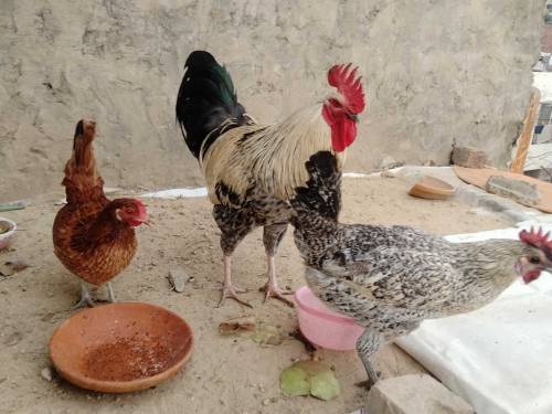One cock and two hens 