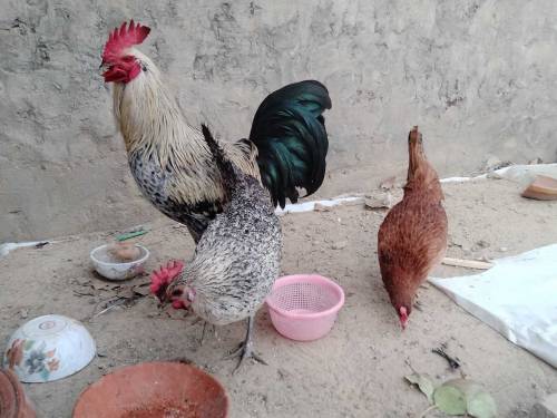 One cock and two hens 